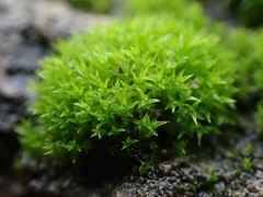 Pseudocrossidium hornschuchianum