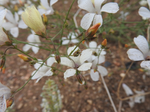 Linum suffruticosum subsp. suffruticosum image