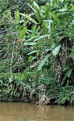 Musa