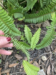 Nephrolepis cordifolia