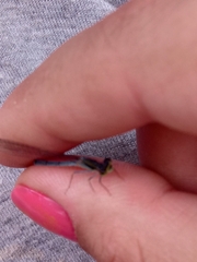 Coenagrionidae