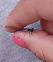 Coenagrionidae