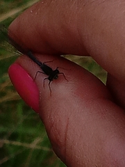 Coenagrionidae