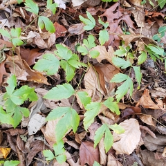 Xanthorhiza simplicissima