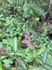 Desmodium incanum