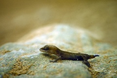 Saurodactylus brosseti