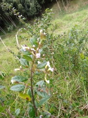 Duranta mutisii