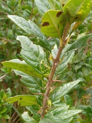 Duranta mutisii