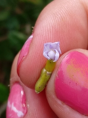 Duranta mutisii