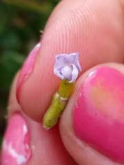 Duranta mutisii