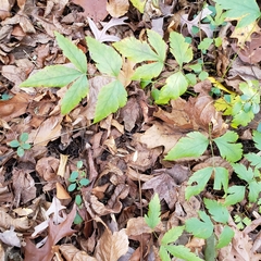 Xanthorhiza simplicissima