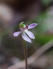 Caladenia variegata