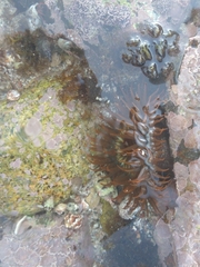 Actiniidae