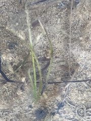 Zostera noltei