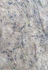 Zostera noltei
