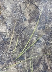 Zostera noltei