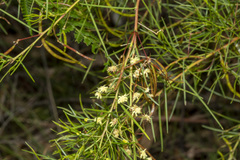 Acacia genistifolia