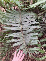 Acrostichum danaeifolium