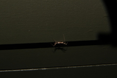 Stenolemus fraterculus