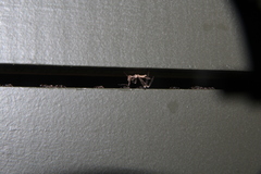 Stenolemus fraterculus