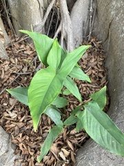 Syngonium