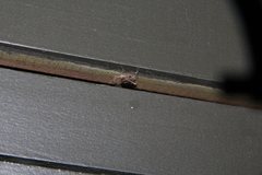 Stenolemus fraterculus