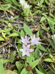 Richardia grandiflora