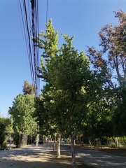 Platanus