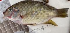 Cichlidae