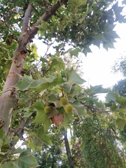 Platanus