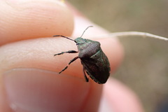 Rhacognathus punctatus