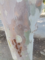 Platanus