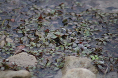 Ludwigia repens