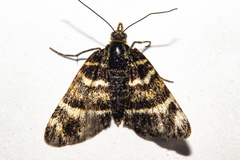 Notoreas ortholeuca