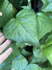 Hedera canariensis