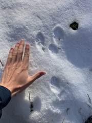 Sylvilagus floridanus