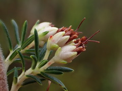 Fynbos Heath (Erica desmantha)