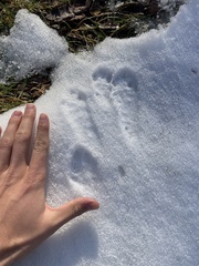 Sylvilagus floridanus