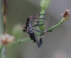 Leptoglossus phyllopus