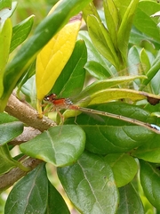 Coenagrionidae
