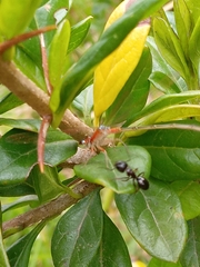 Coenagrionidae