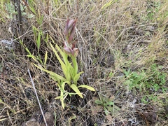 Serapias parviflora image