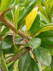 Coenagrionidae
