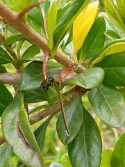 Coenagrionidae
