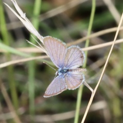 Hemiargus
