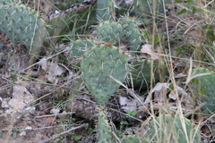 Opuntia gilvescens