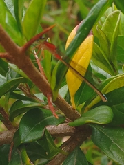 Coenagrionidae