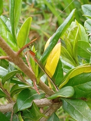 Coenagrionidae