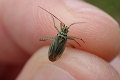 Oncotylus viridiflavus