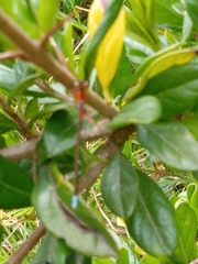 Coenagrionidae
